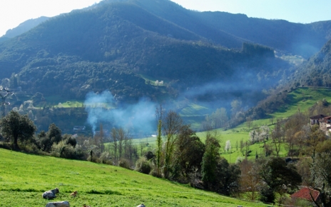 Free range cows grazing